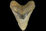Giant, Fossil Megalodon Tooth - North Carolina #109767-2
